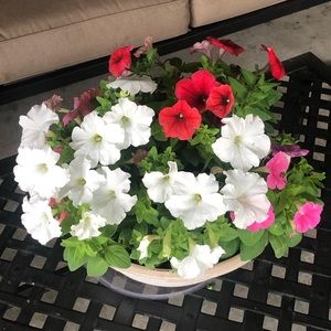 Meet your Posher, Oneida